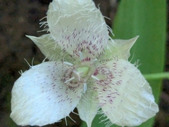 Calochortus tolmiei, photograph (c) Alexander Wentworth, some rights reserved (CC BY)