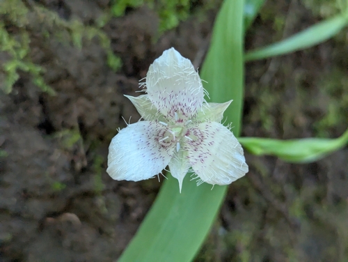Calochortus tolmiei, photograph 6