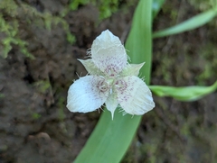Calochortus tolmiei, photograph (c) Alexander Wentworth, some rights reserved (CC BY)