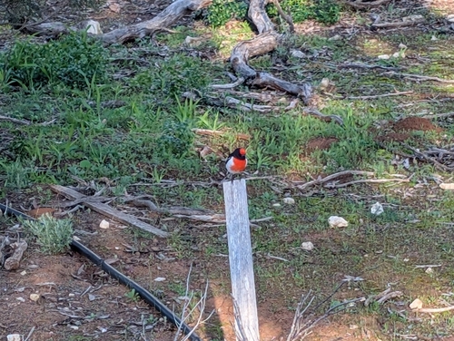 Red-capped Robin