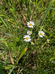 Anthemis arvensis, photograph (c) Dmitry Trutsko, some rights reserved (CC BY)