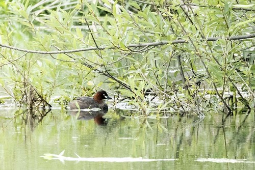 East Asian Little Grebe