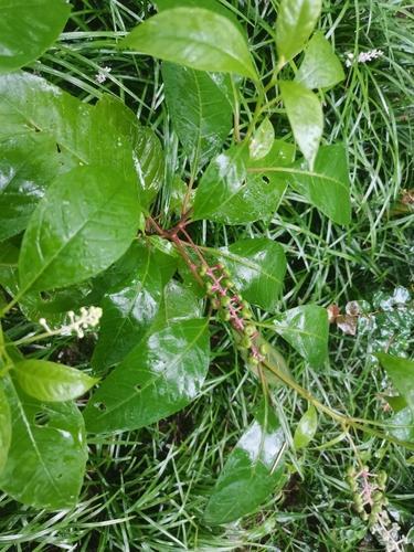 American pokeweed
