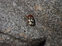 Cryptocephalus luteosignatus