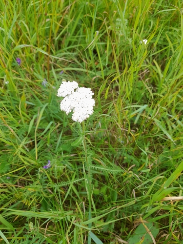 common yarrow