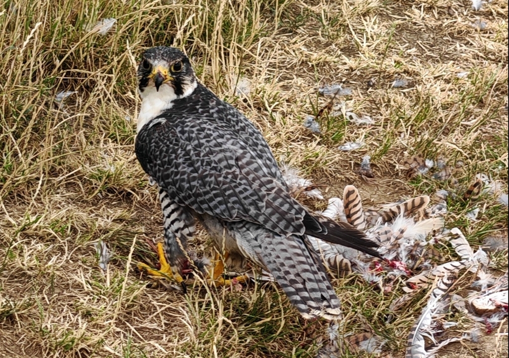 Peregrine Falcon × Gyrfalcon