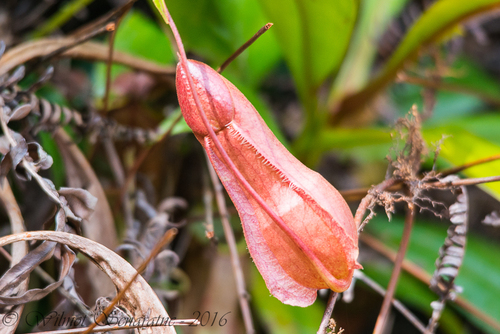 Nepenthes distillatoria