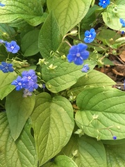 Omphalodes