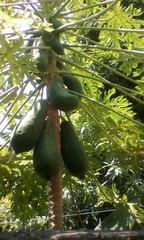 Carica papaya