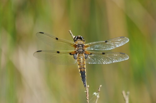 Four-spotted Skimmer