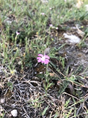 Silene subconica