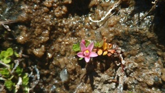 Lysimachia buxifolia