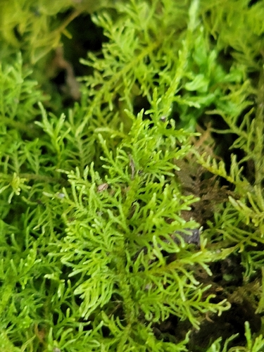 Thuidium cymbifolium, 2026-07-05