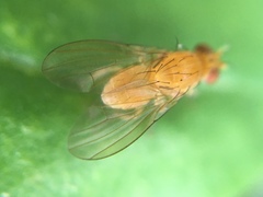 Neogriphoneura