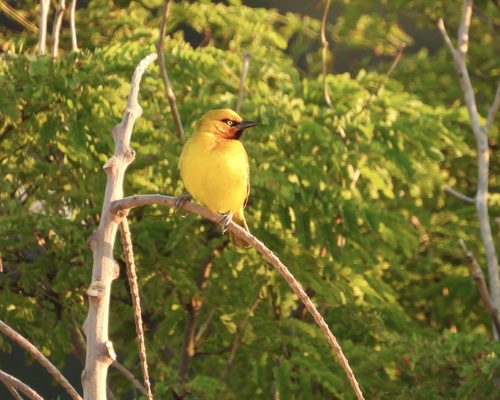 Spectacled Weaver