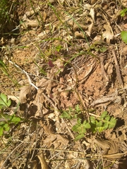 Sanicula bipinnatifida