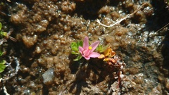 Lysimachia buxifolia