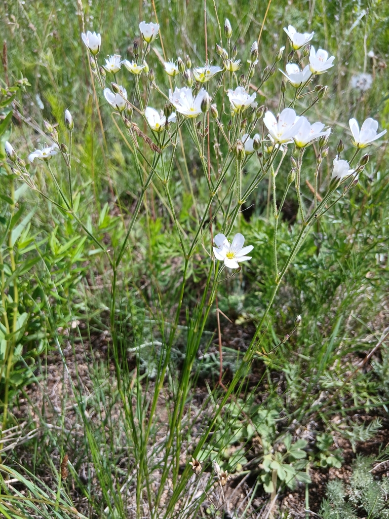 Eremogone juncea; photograph (c) Святослав Власенко, some rights reserved (CC BY)