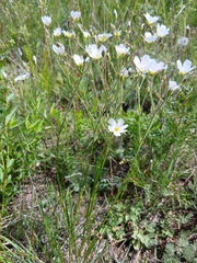 Eremogone juncea
