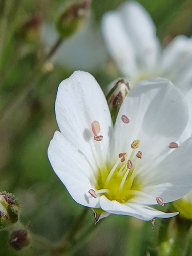 Eremogone juncea, photograph 1