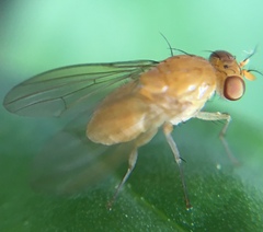 Neogriphoneura