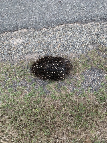 Short-beaked Echidna