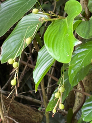 Donax canniformis, photograph (c) David Thompson, some rights reserved (CC BY)