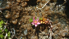 Lysimachia buxifolia