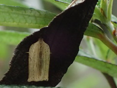 Meridemis