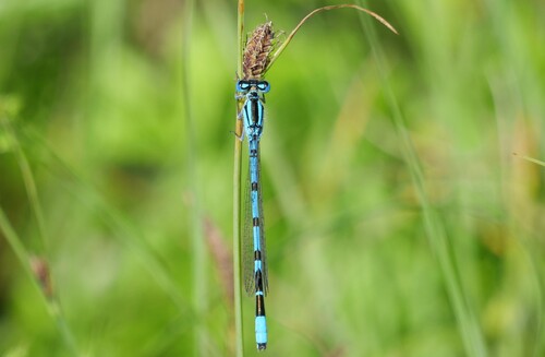 Common Blue Damselfly