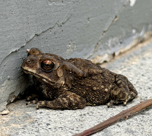 Asian Common Toad