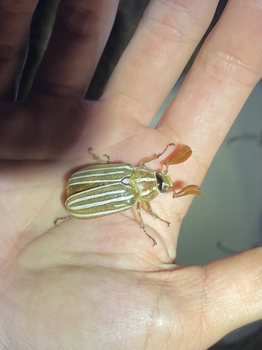 iNaturalist observation photo of Ten-lined June Beetle