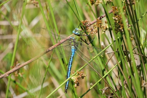 Blue Emperor