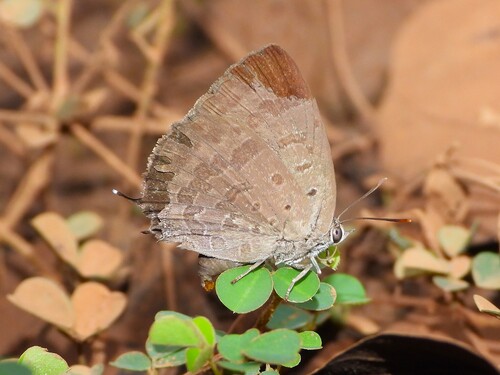 Indian Oakblue
