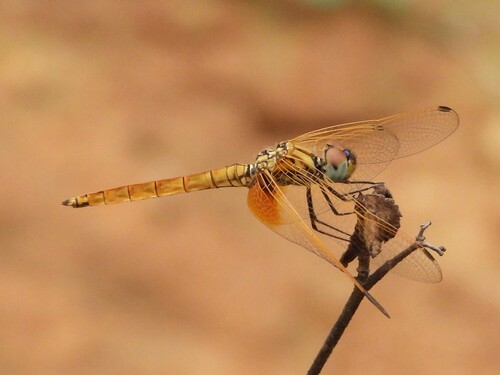 Crimson Marsh Glider