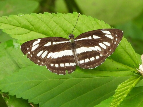 Common Sailer