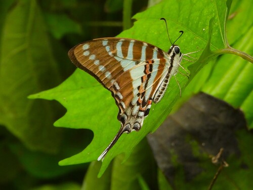 Spot Swordtail