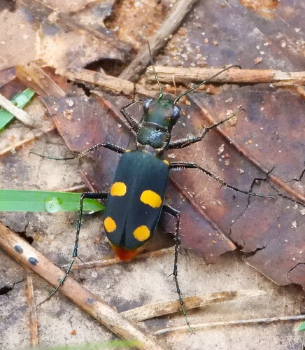 Bicoloured Tiger Beetle