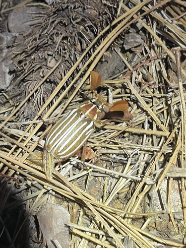 iNaturalist observation photo of Ten-lined June Beetle