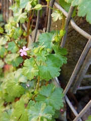 Geranium lucidum