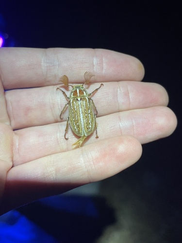 iNaturalist observation photo of Polyphylla sobrina