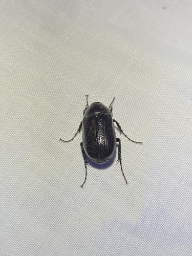 iNaturalist observation photo of Scarabs