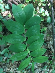 Polygonatum latifolium