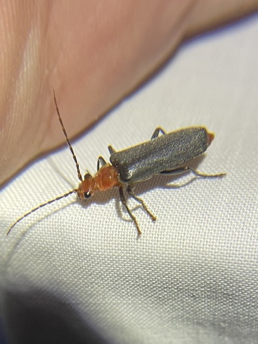 iNaturalist observation photo of Podabrus pruinosus comes