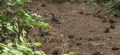 iNaturalist observation photo of Northern Flicker