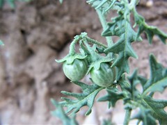 Solanum triflorum