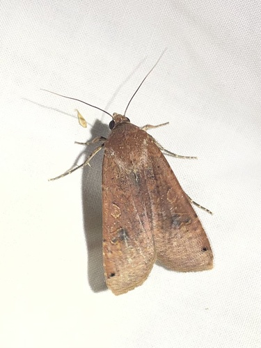 iNaturalist observation photo of Yellow Underwings