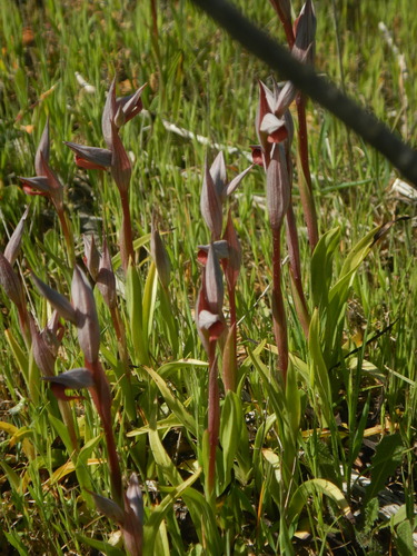 Serapias strictiflora, photograph 1