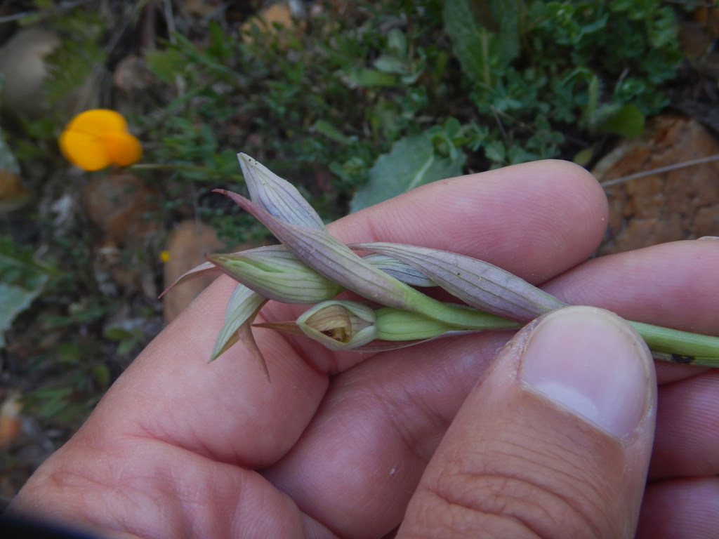 Serapias parviflora; photograph (c) Duarte Frade, some rights reserved (CC BY)