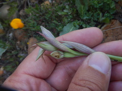 Serapias parviflora
